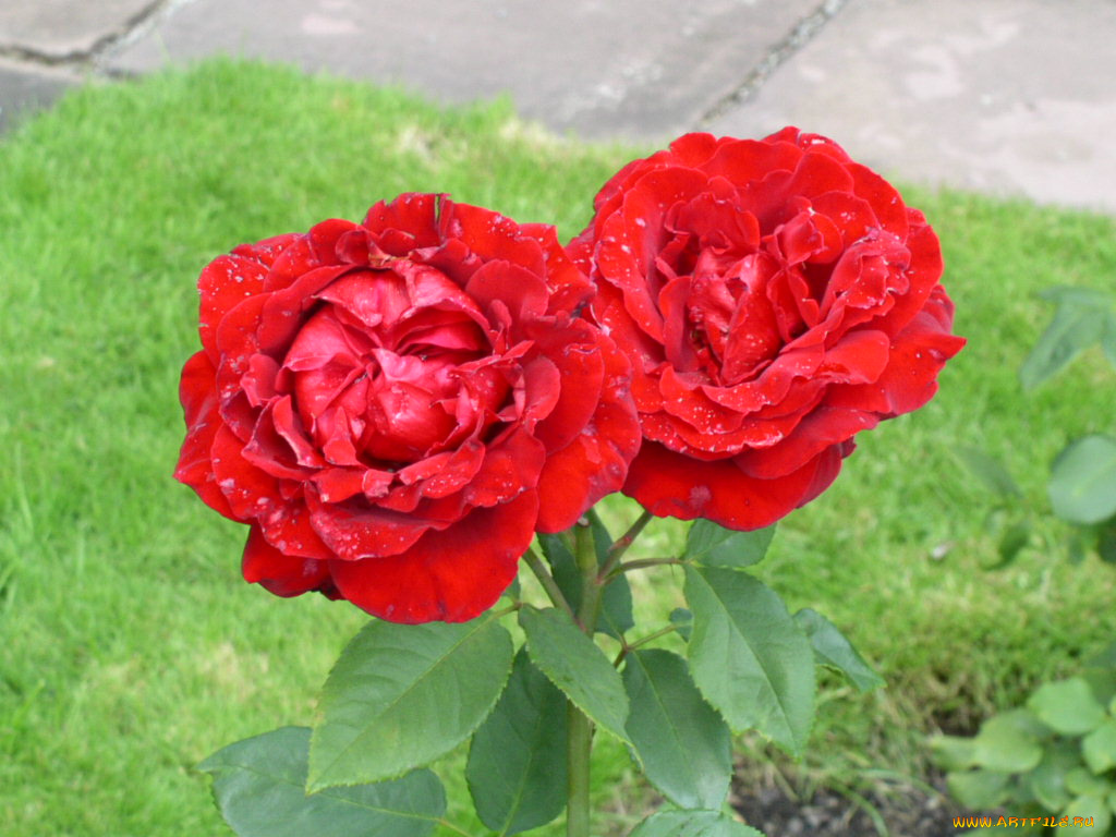 цветы, розы