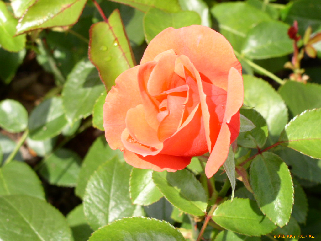 цветы, розы