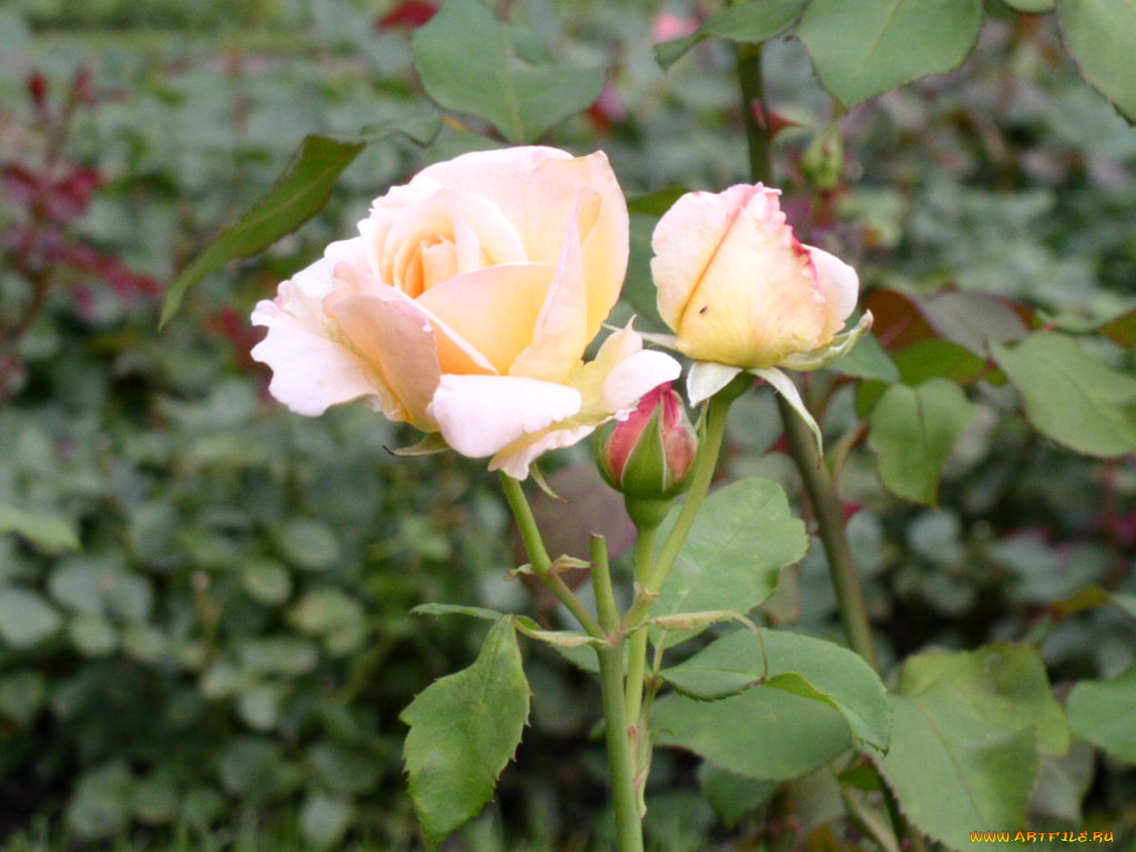 цветы, розы