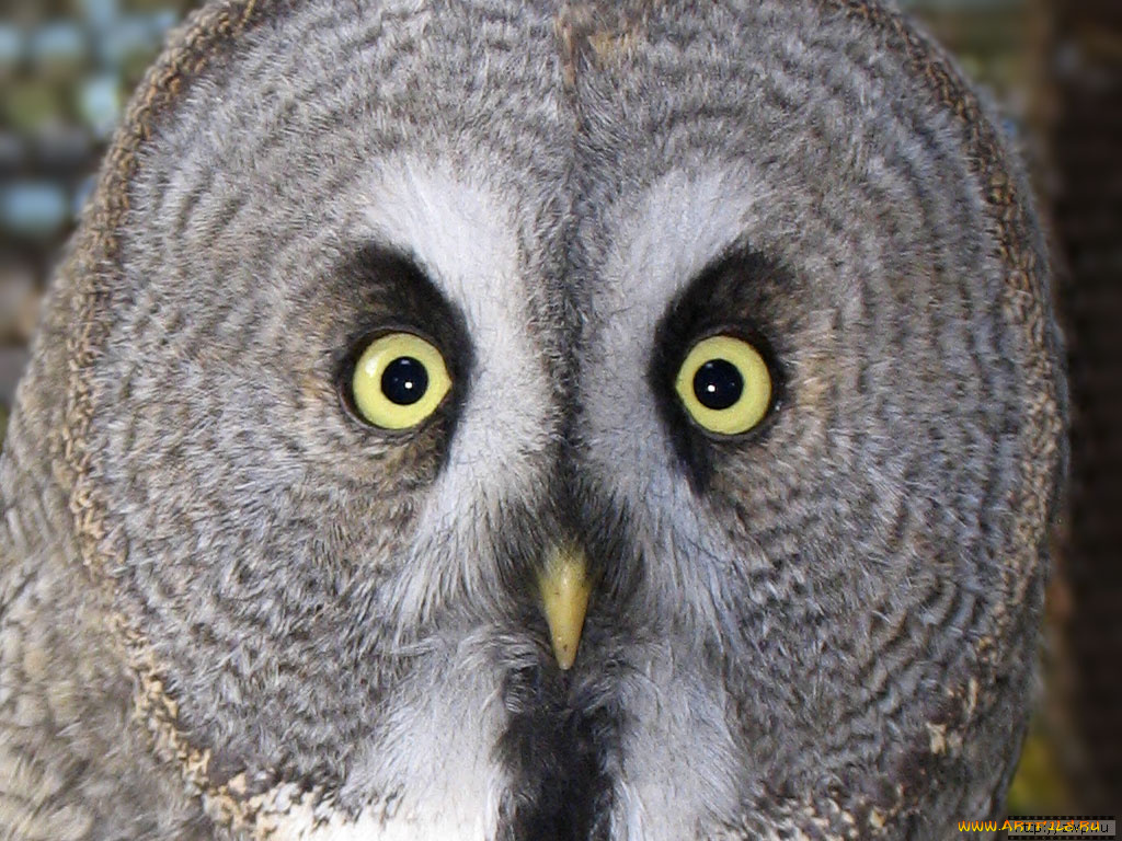животные, совы