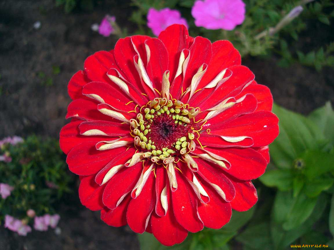 цветы, цинния