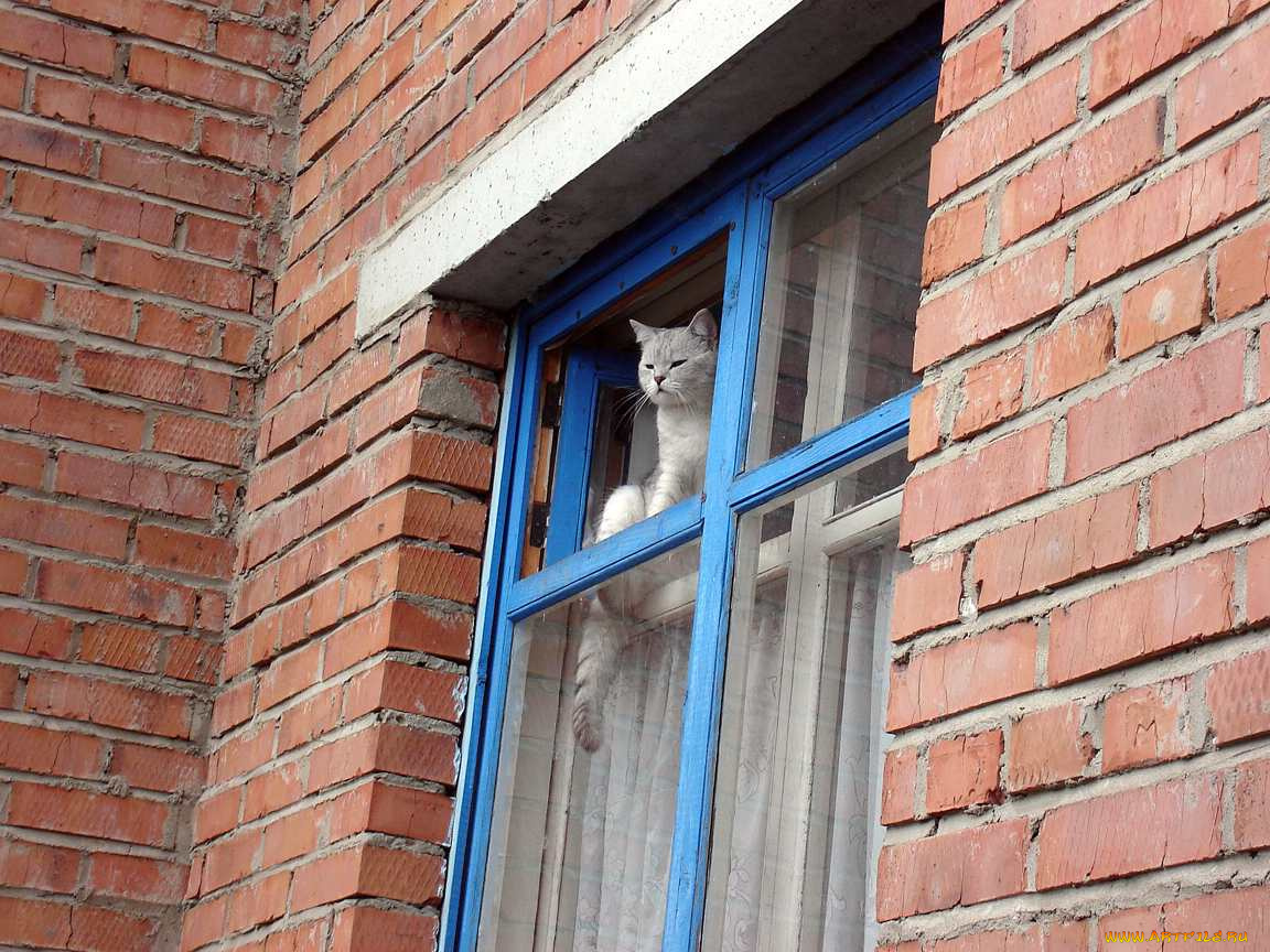 не, упасть, бы, животные, коты