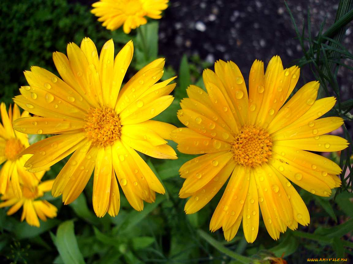 после, дождя, цветы, календула