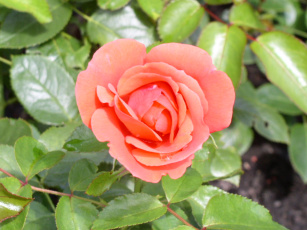 Картинка цветы розы