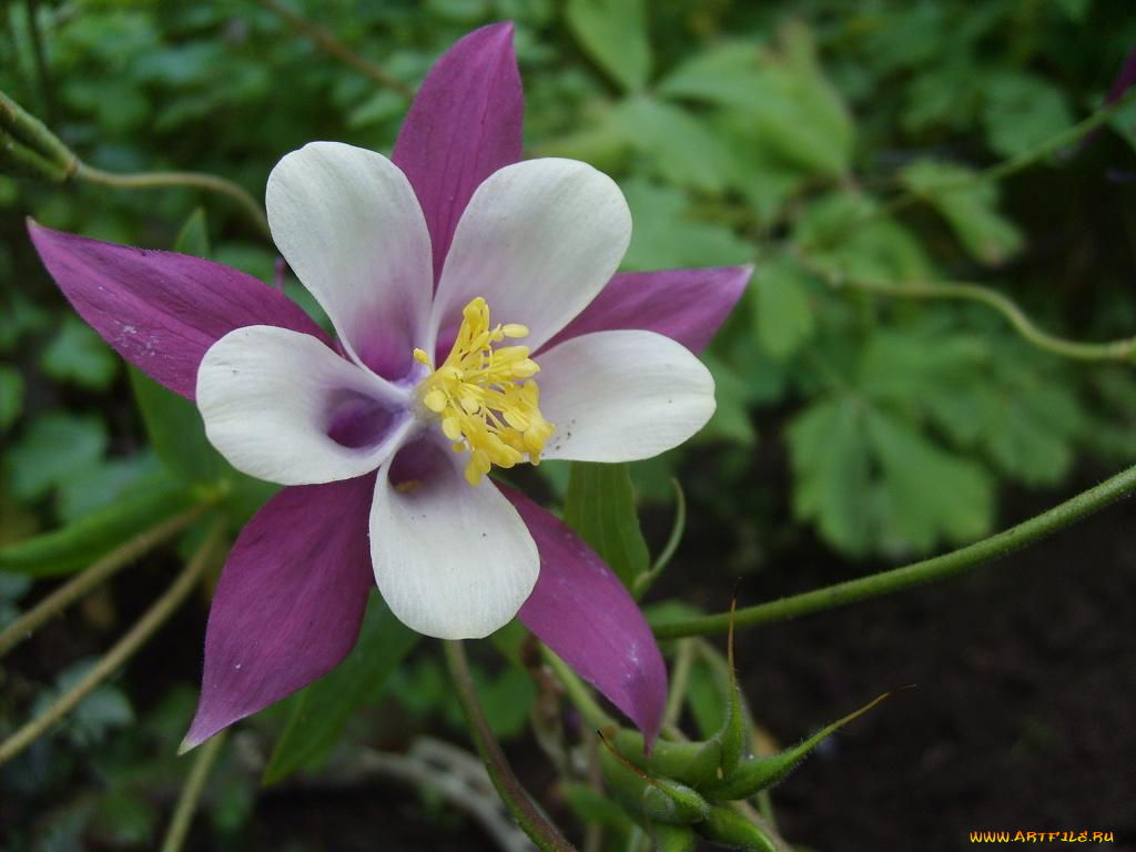аквилегия, цветы, водосбор