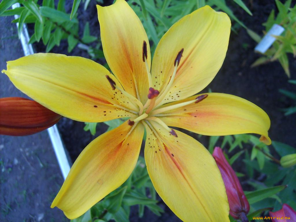 лилия, цветы, лилии, лилейники