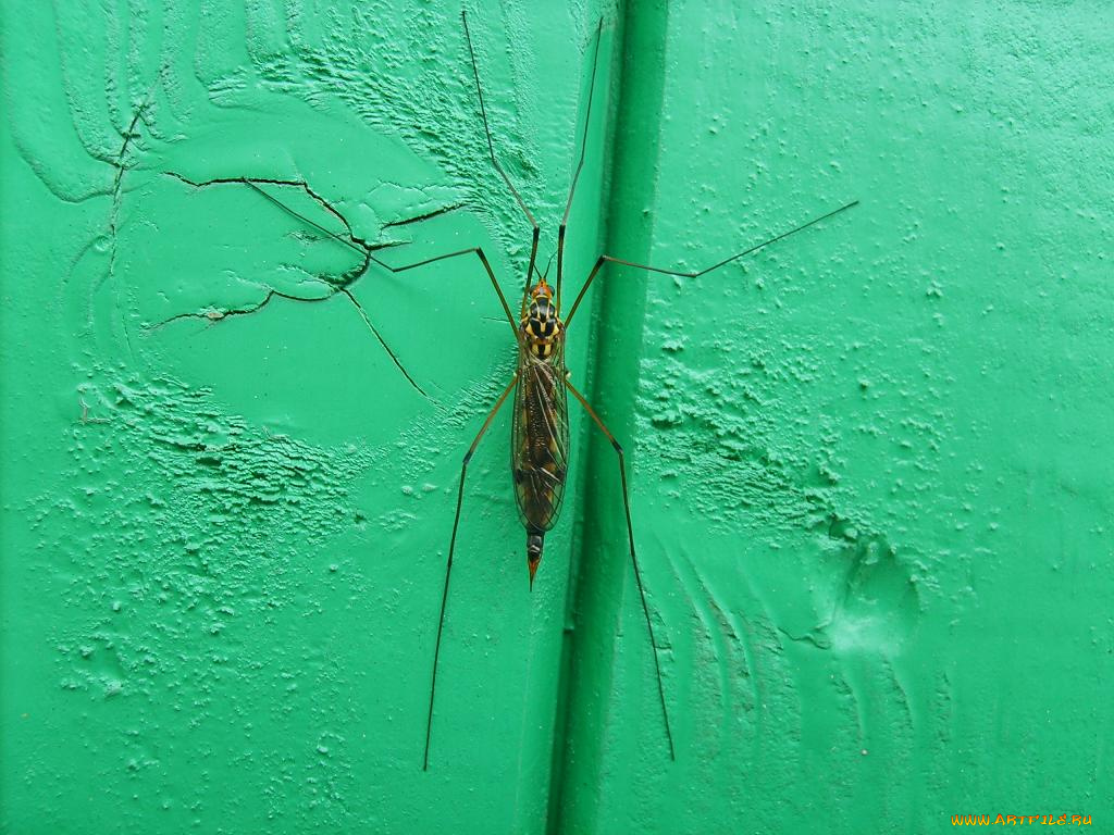 насекомое, животные, насекомые