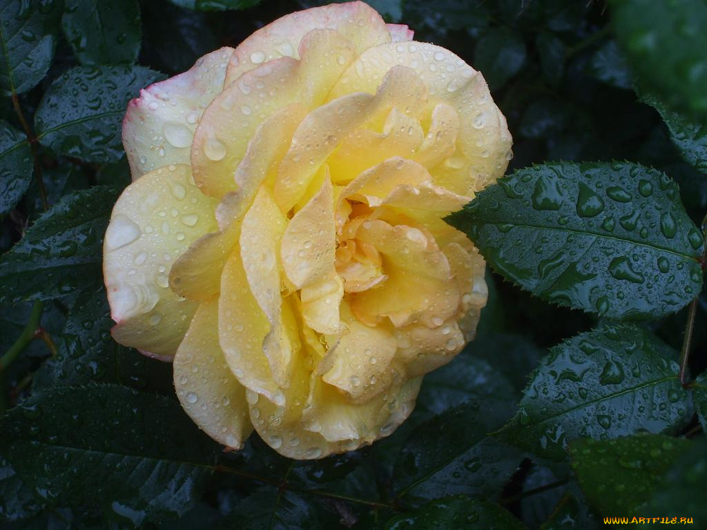 roza, цветы, розы