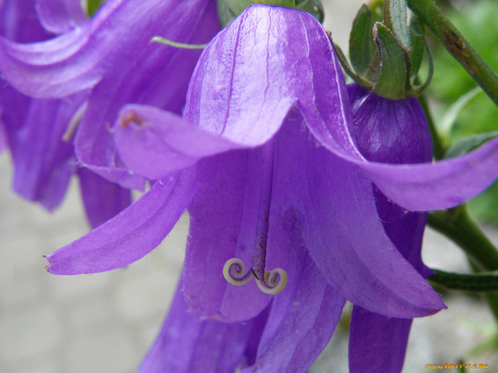 цветы, колокольчики