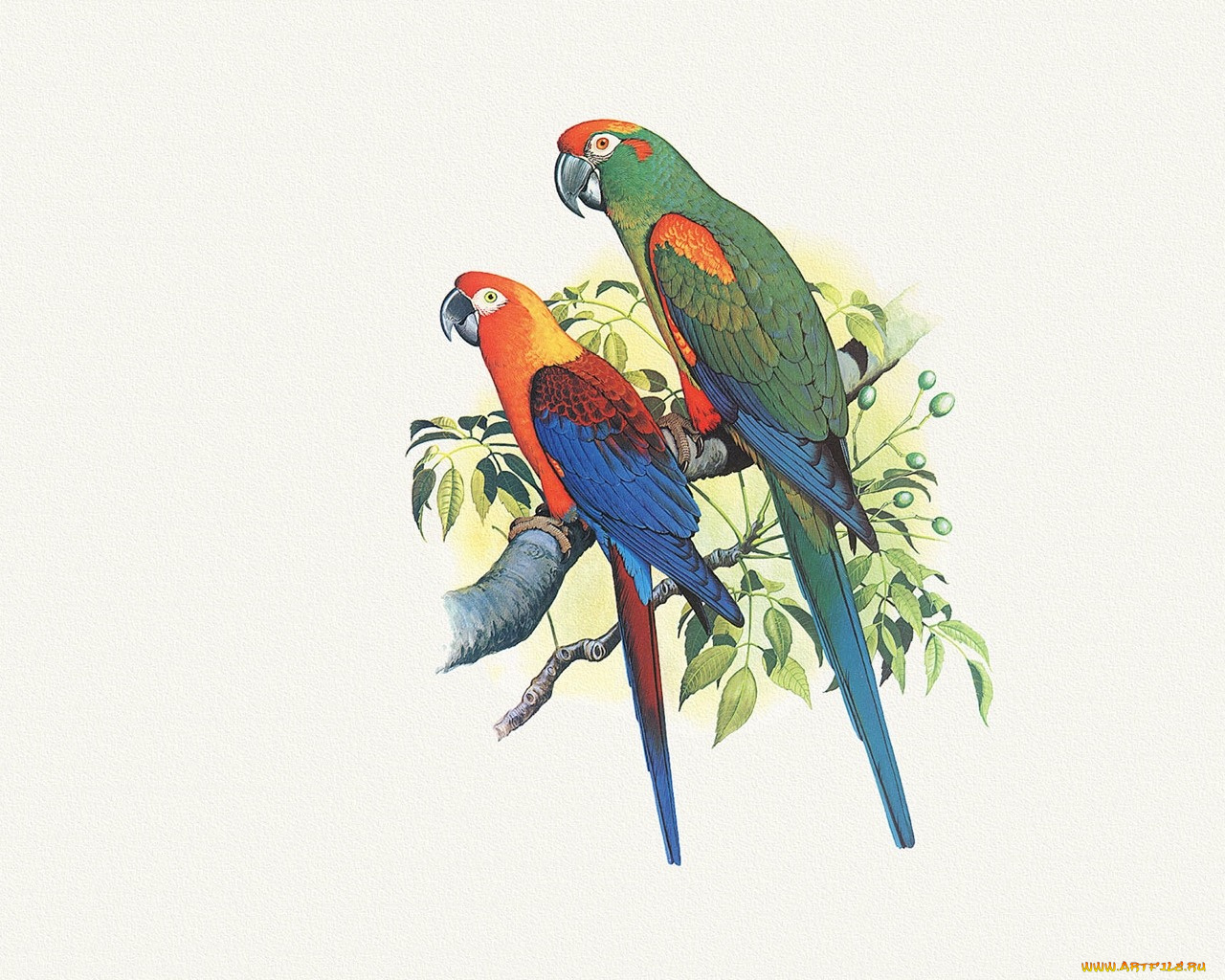 рисованные, животные, птицы, попугаи
