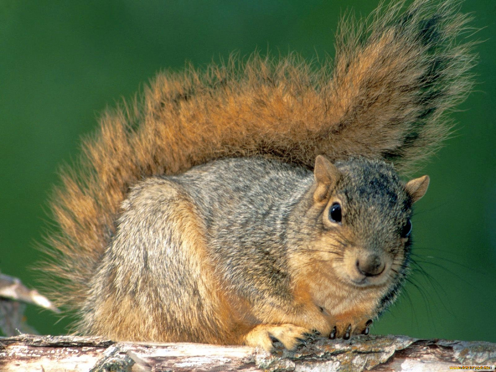 животные, белки