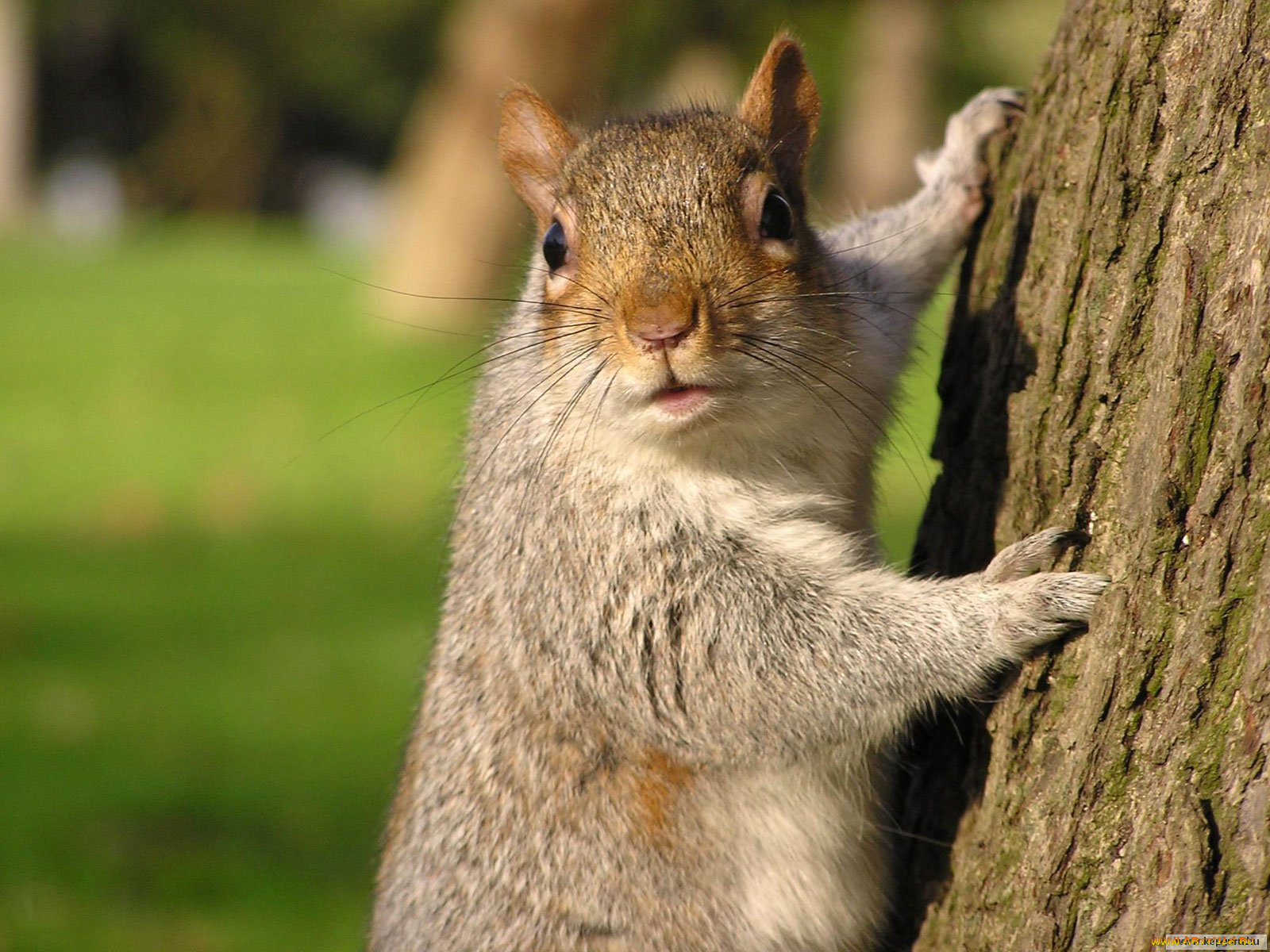 животные, белки