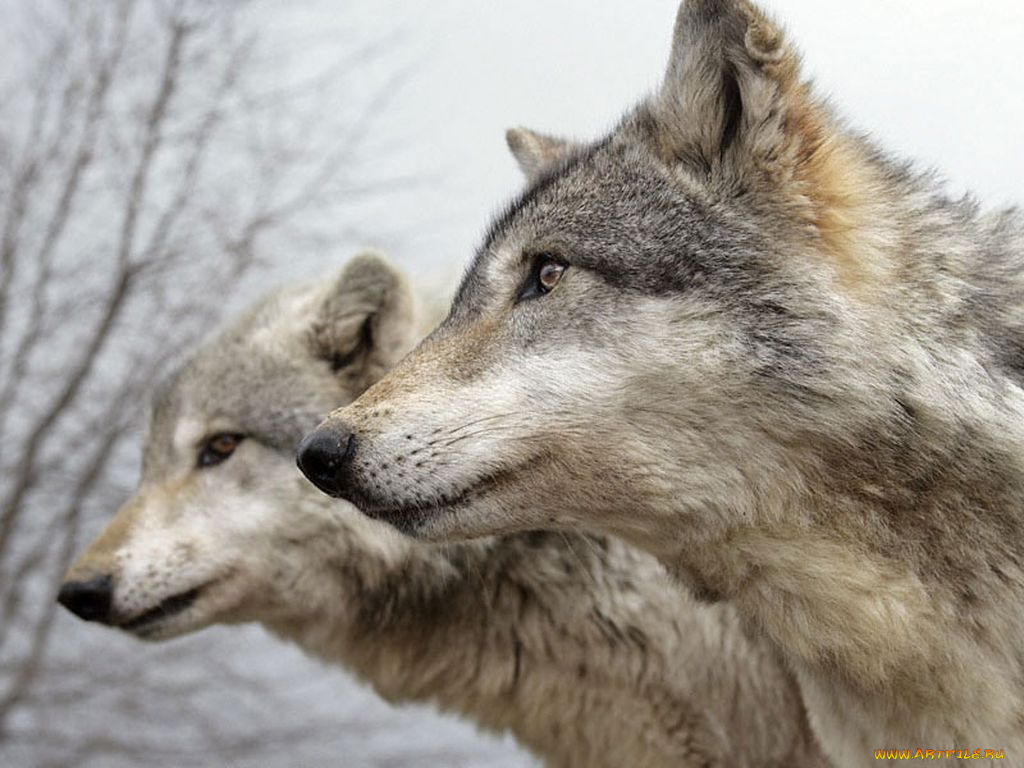 животные, волки