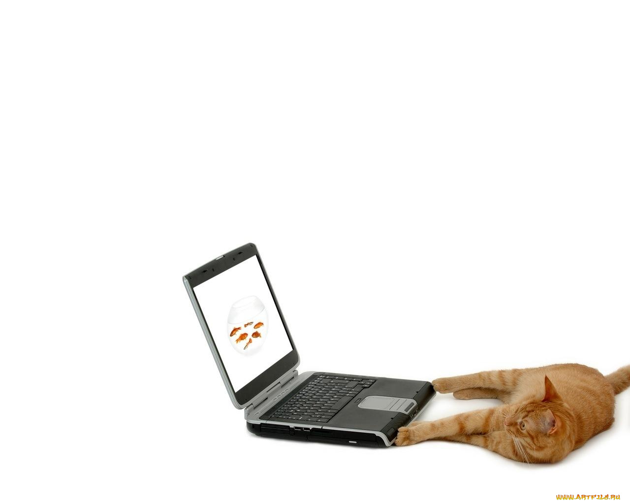 животные, коты