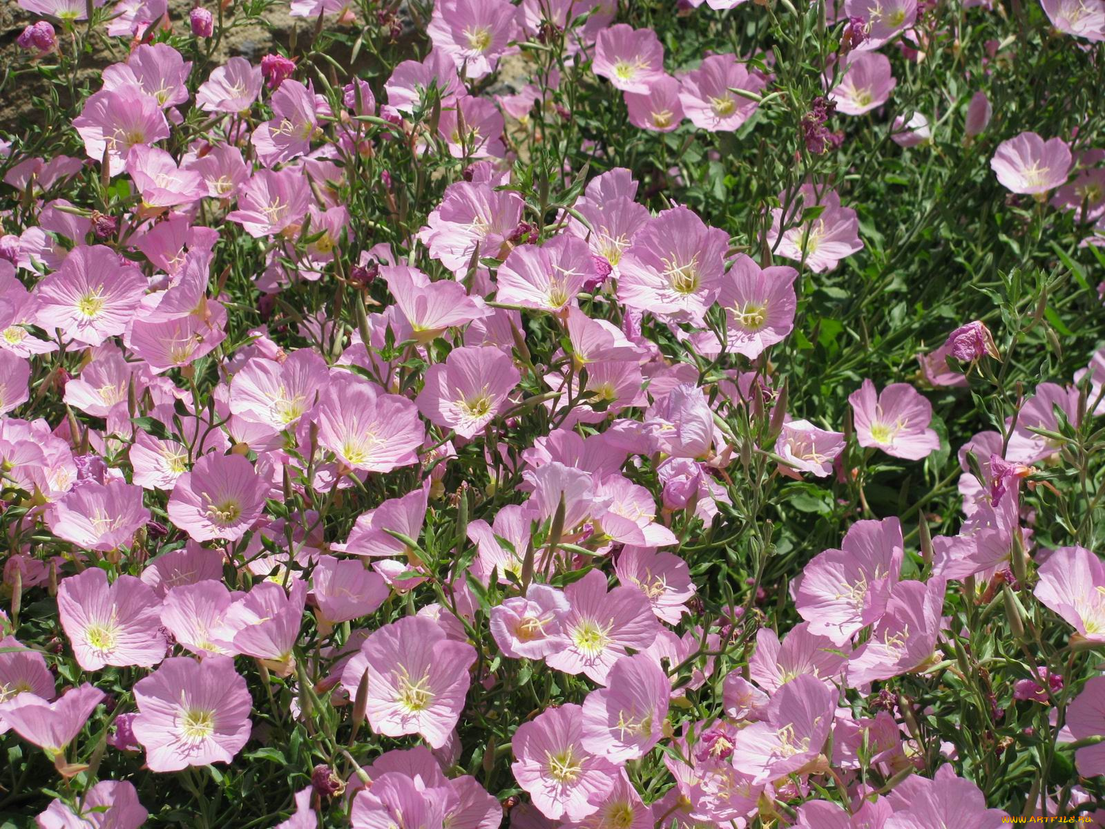 цветы, лаватера