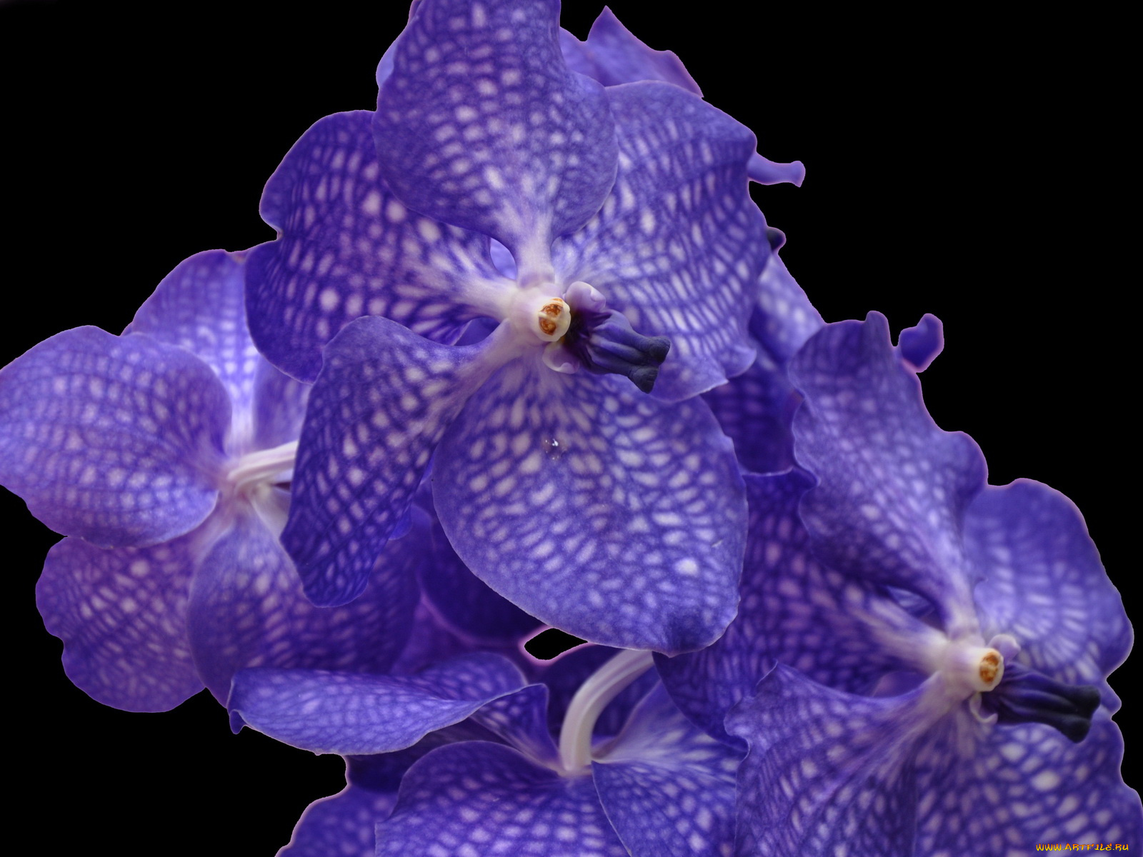 цветы, орхидеи