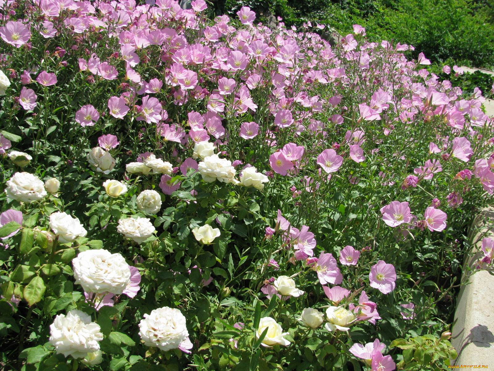 цветы, разные, вместе