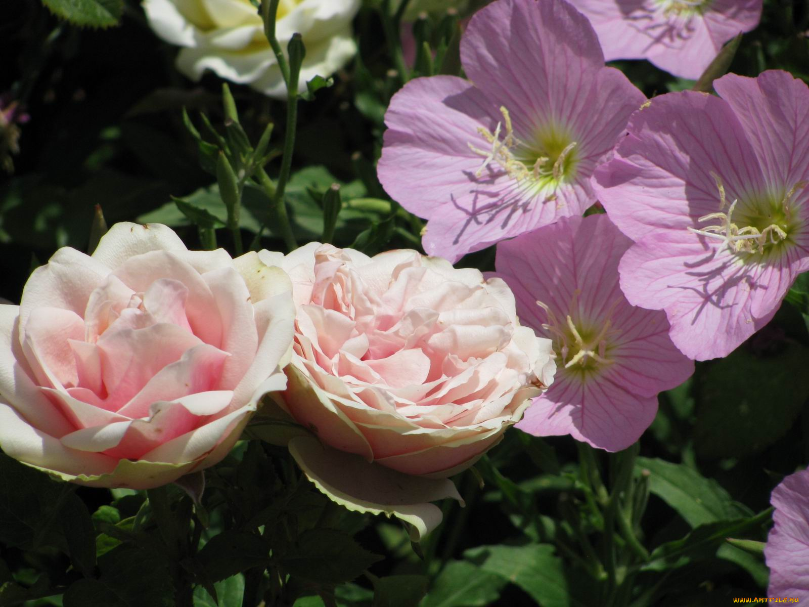 цветы, разные, вместе