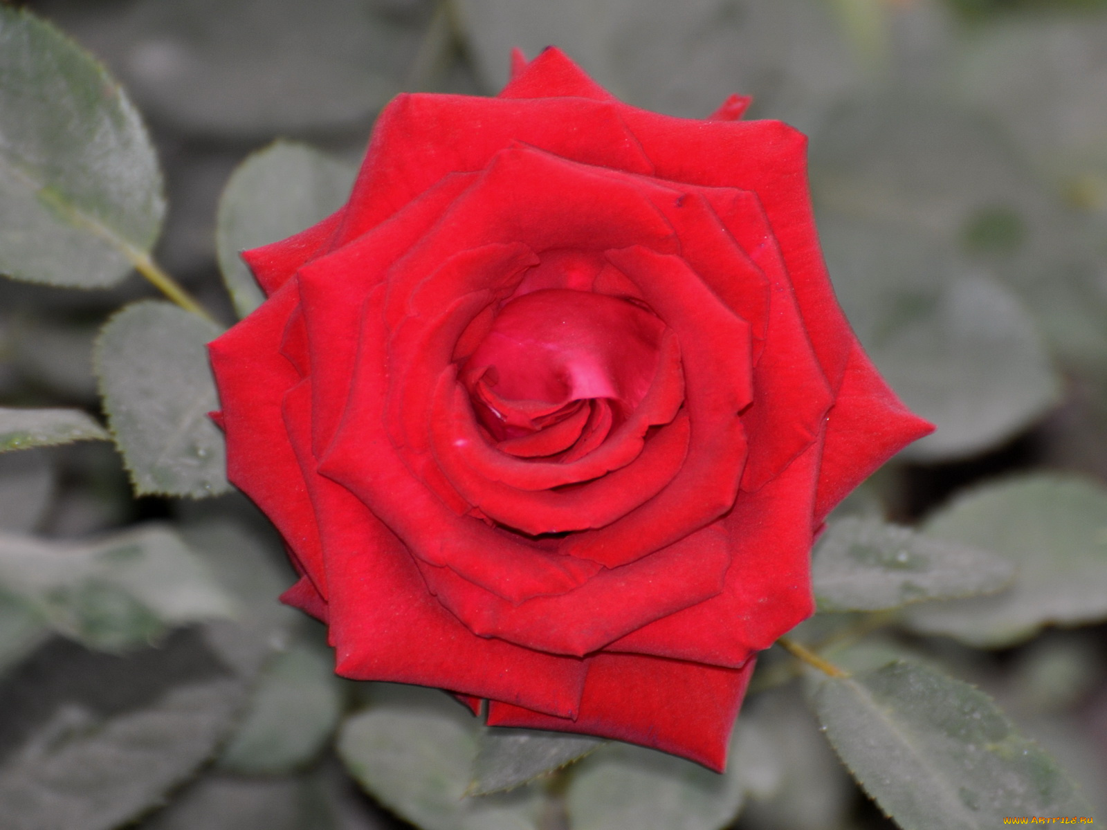 цветы, розы