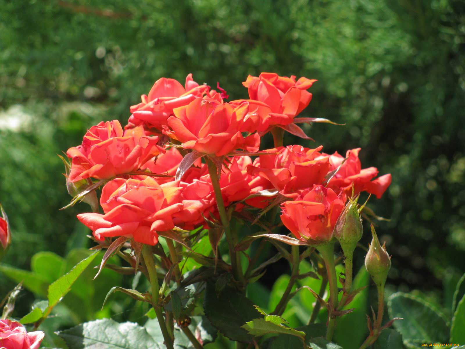 цветы, розы