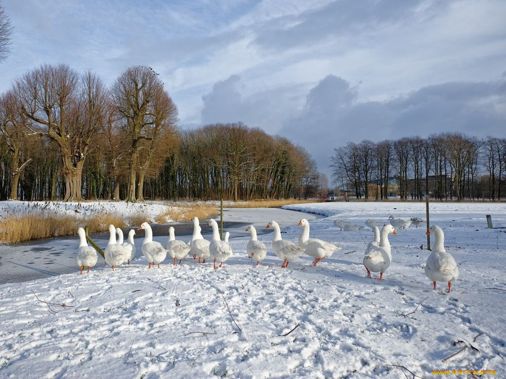 животные, гуси