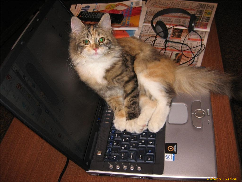 животные, коты