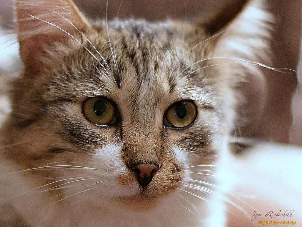 животные, коты