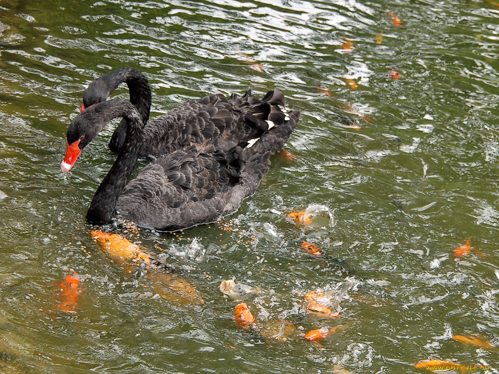 животные, лебеди
