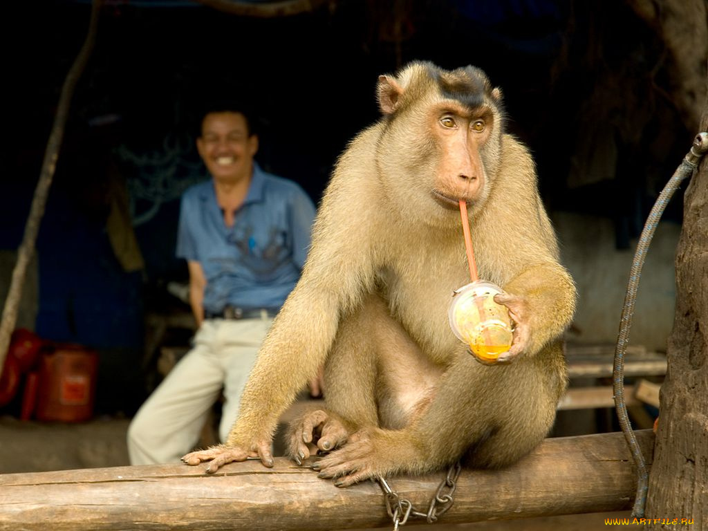 животные, обезьяны