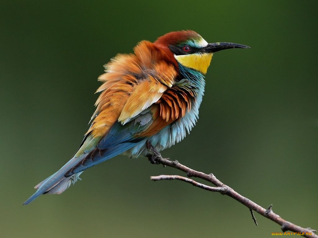 животные, щурки, пчелоеды