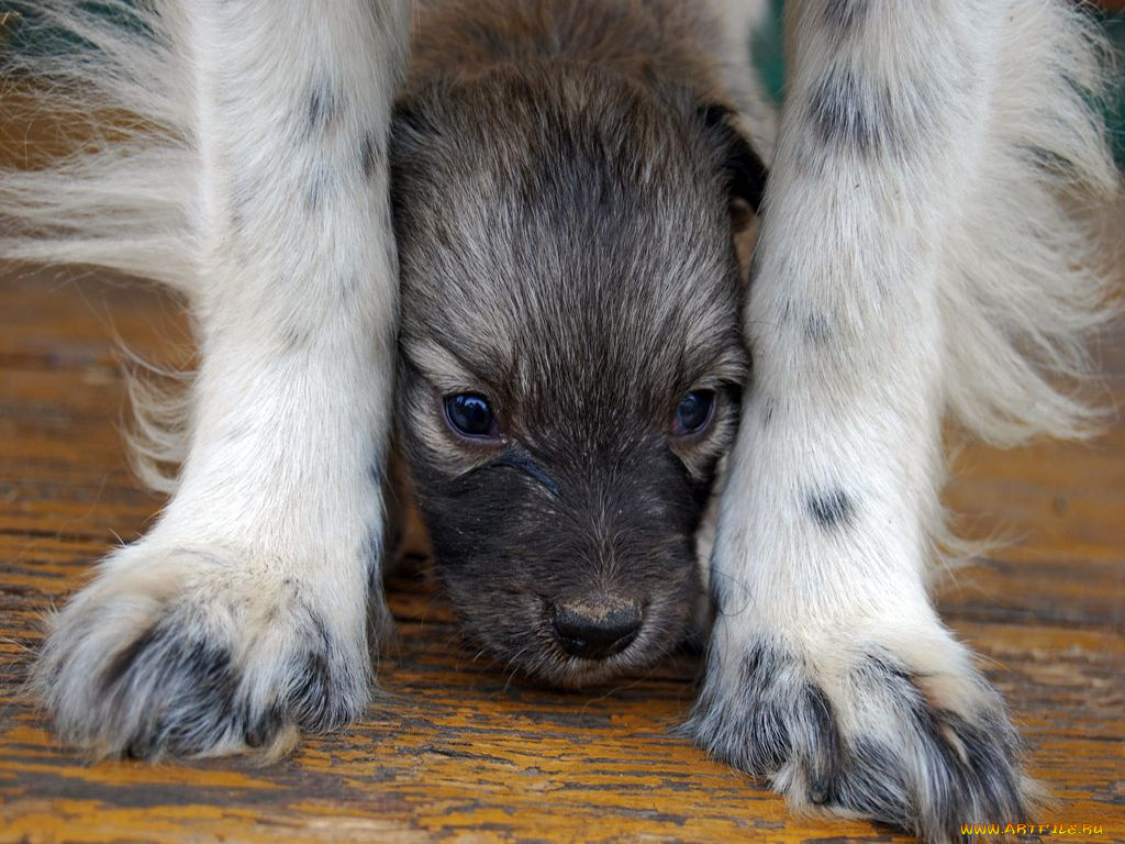 животные, собаки