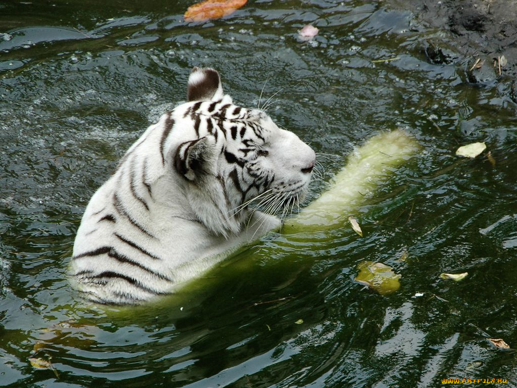 животные, тигры