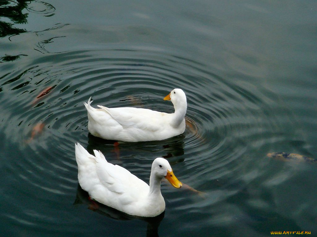 животные, утки