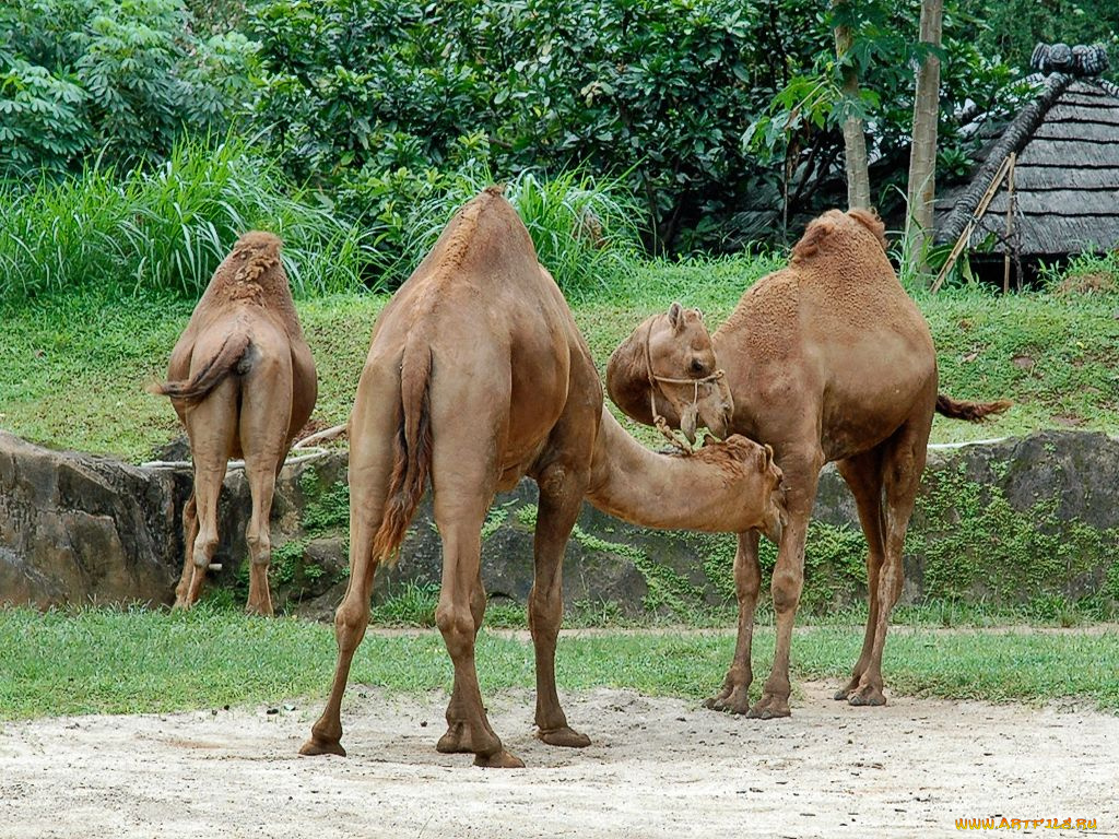 животные, верблюды
