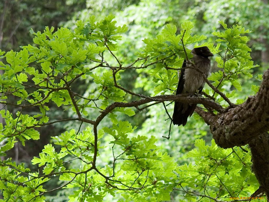 животные, вороны, грачи, галки