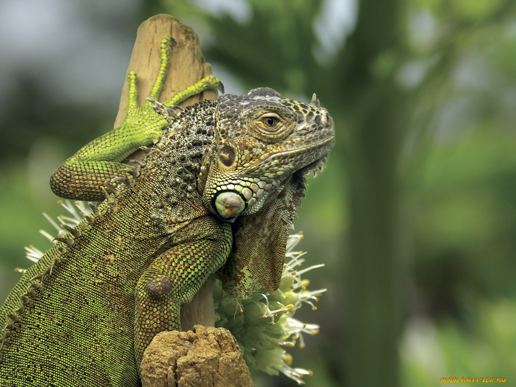 животные, Ящерицы, игуаны, вараны
