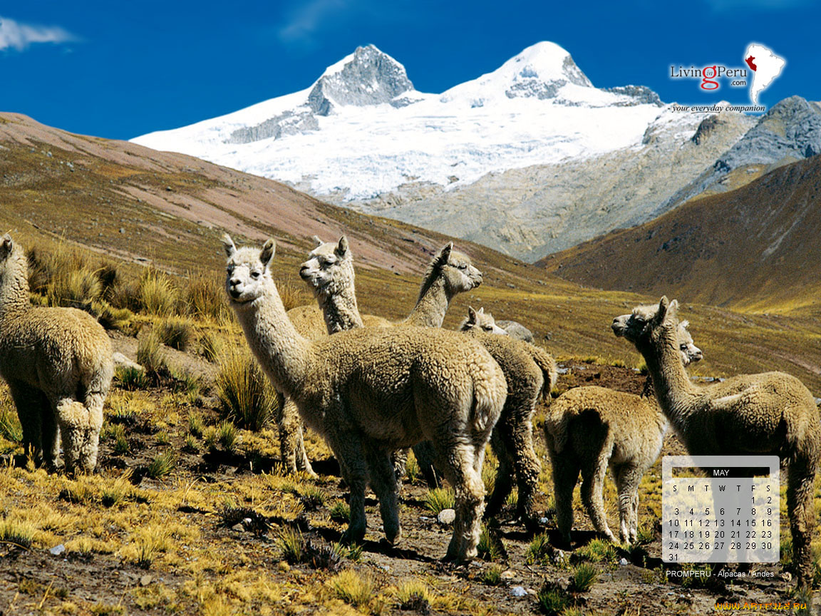 календари, животные