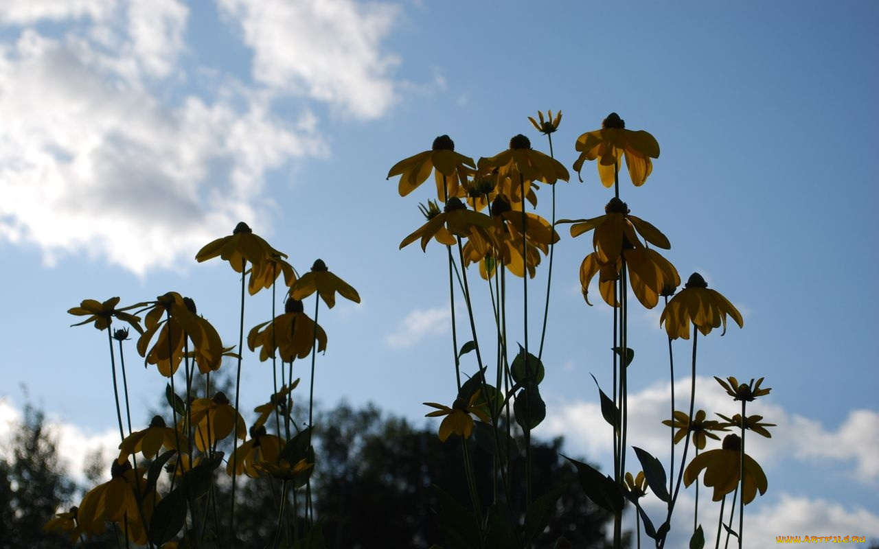 цветы, рудбекия