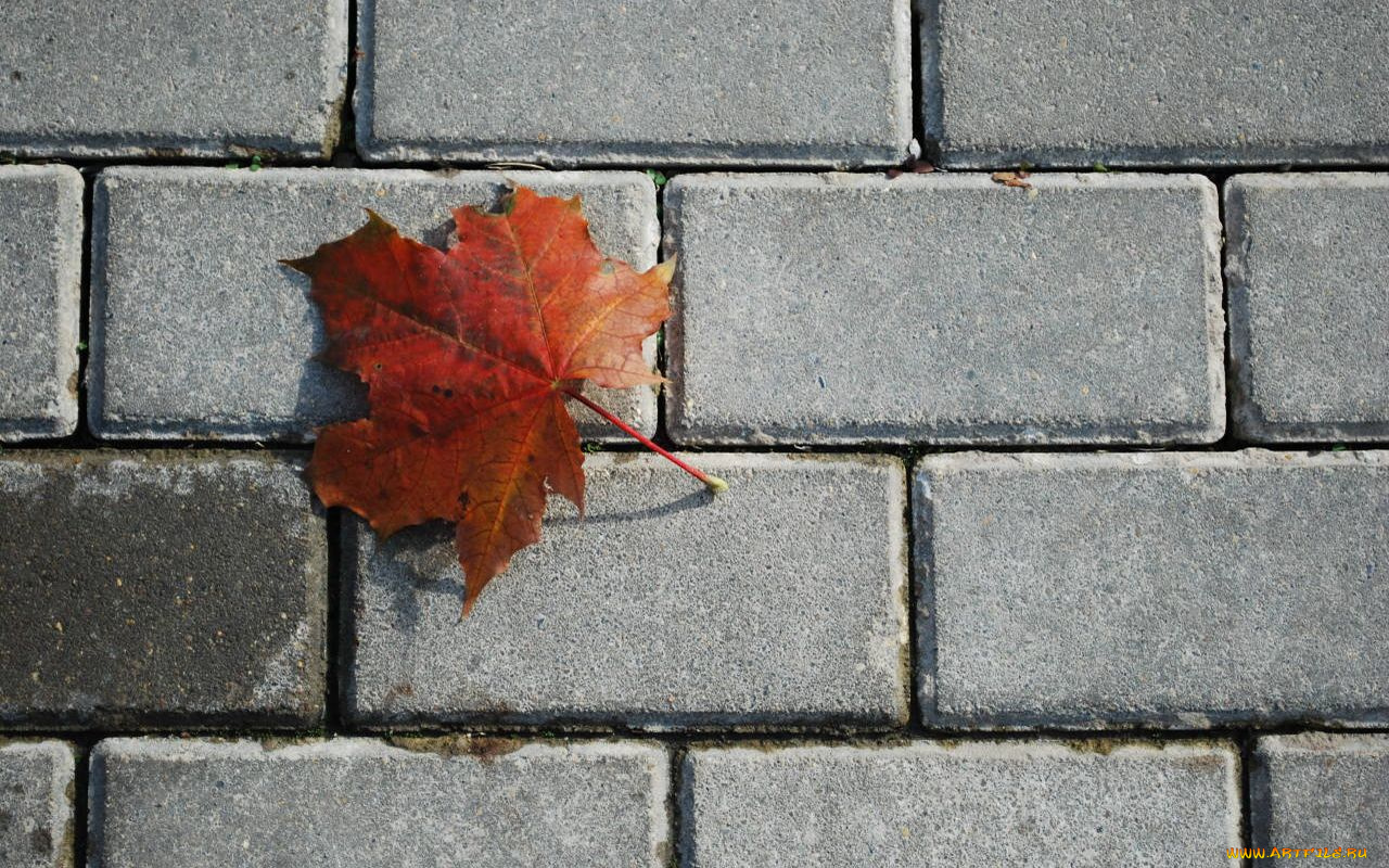 природа, листья