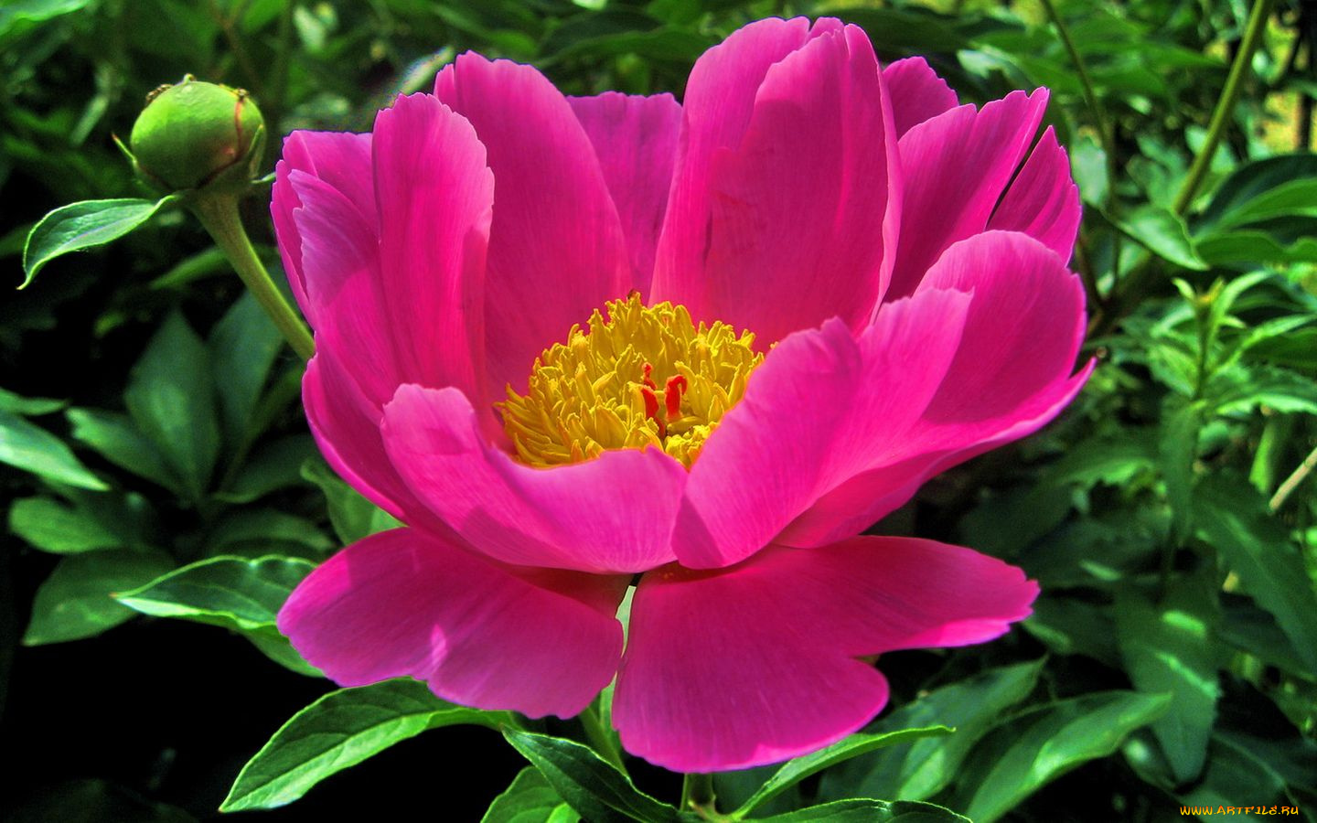 цветы, пионы