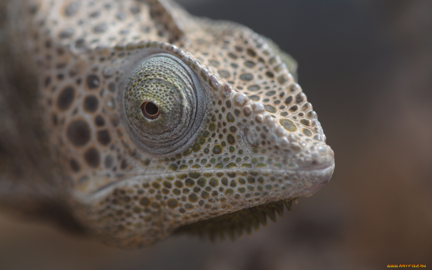 животные, хамелеоны