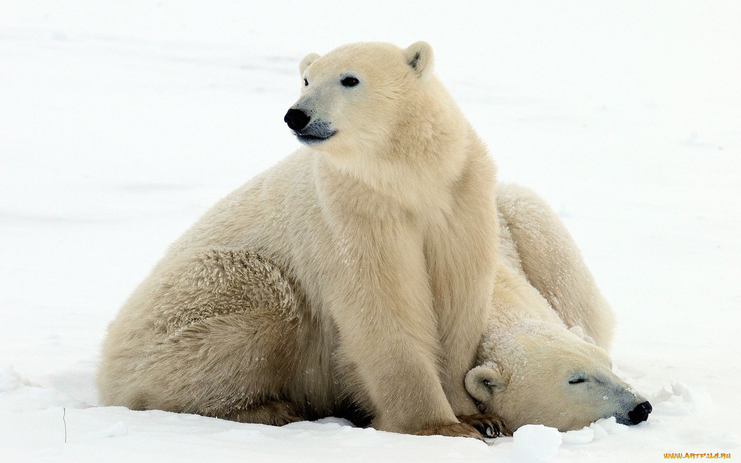 животные, медведи