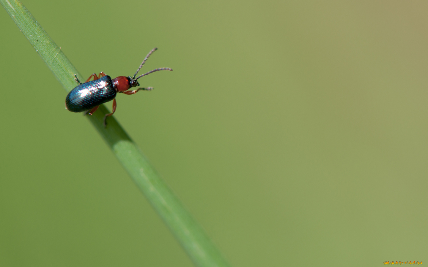 животные, насекомые