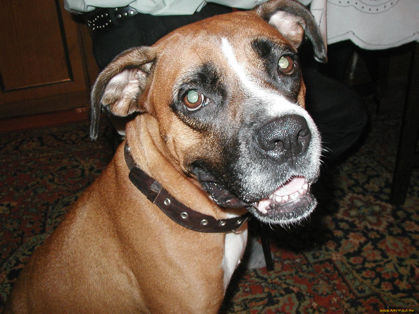 животные, собаки