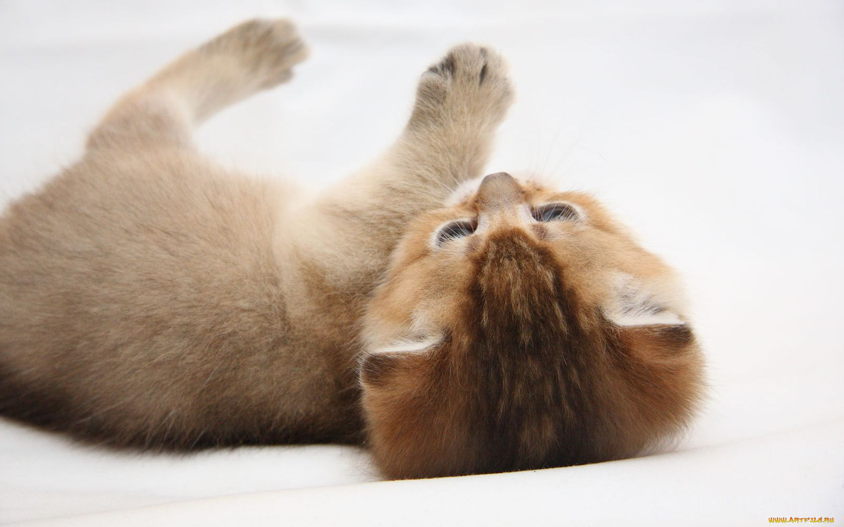 животные, коты