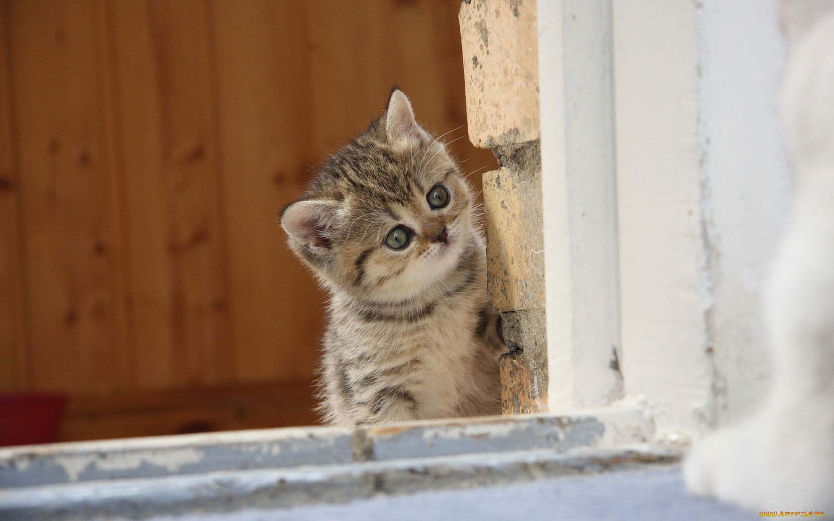 животные, коты