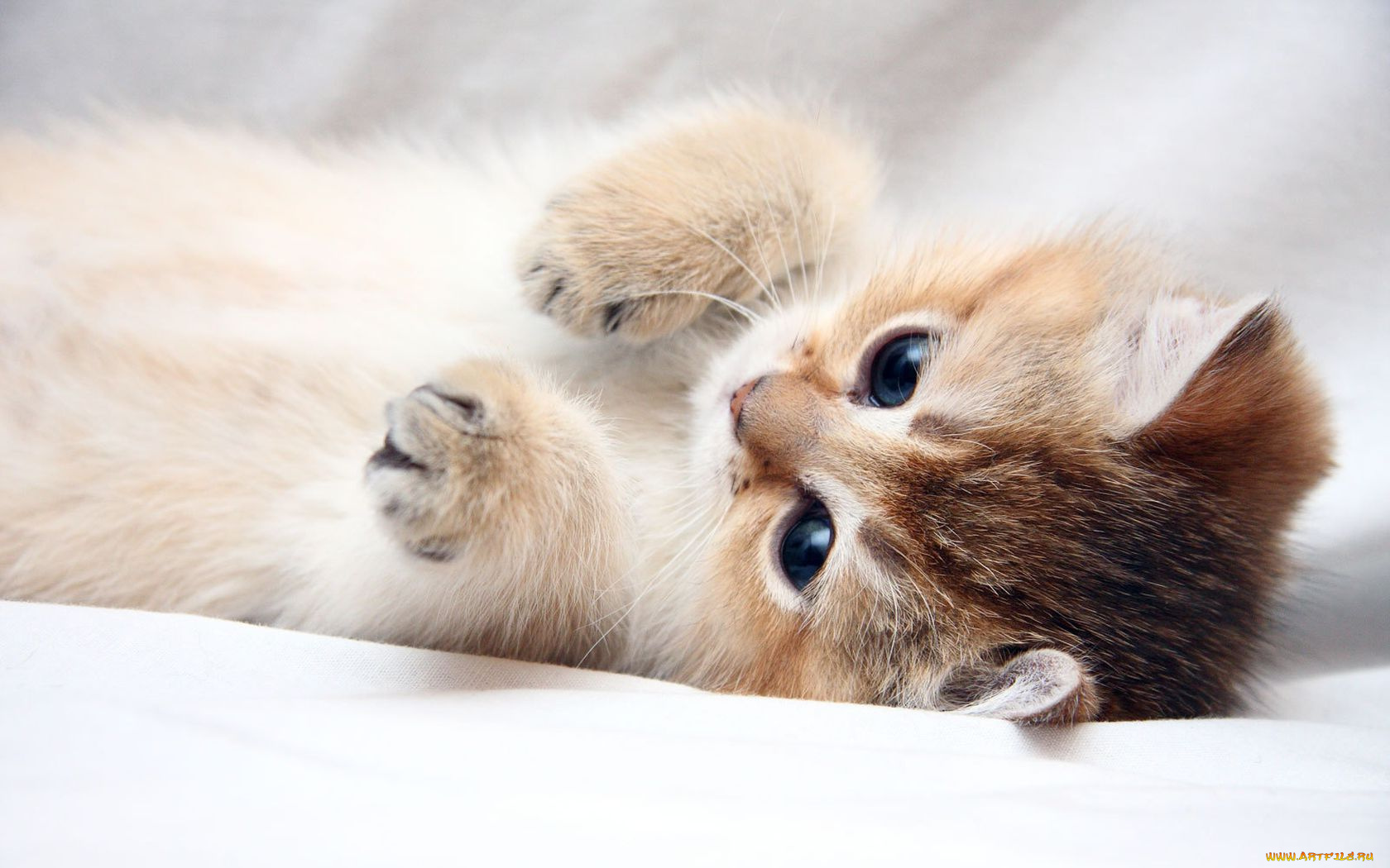 животные, коты