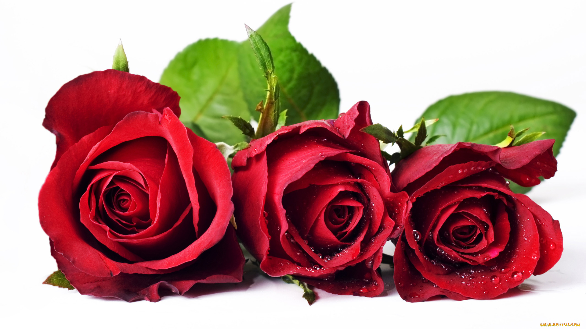 цветы, розы