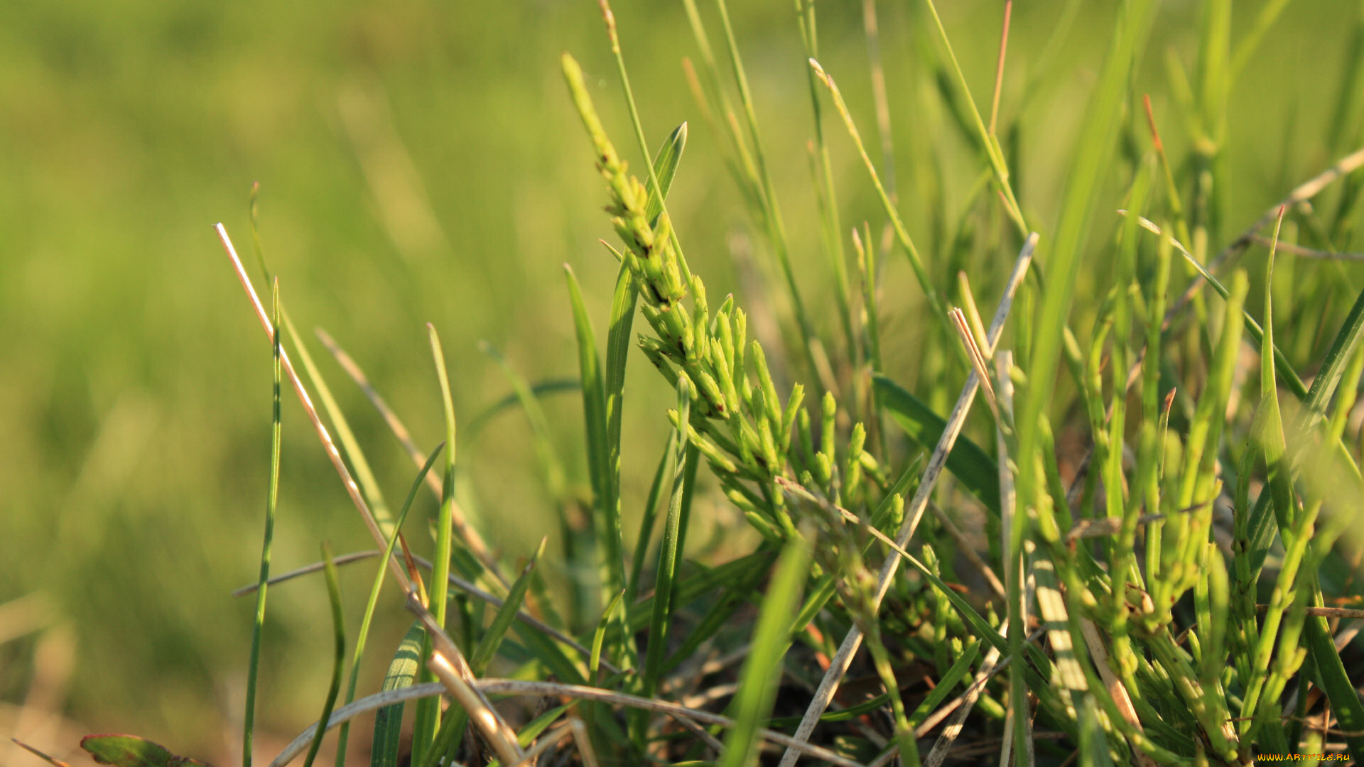 природа, макро