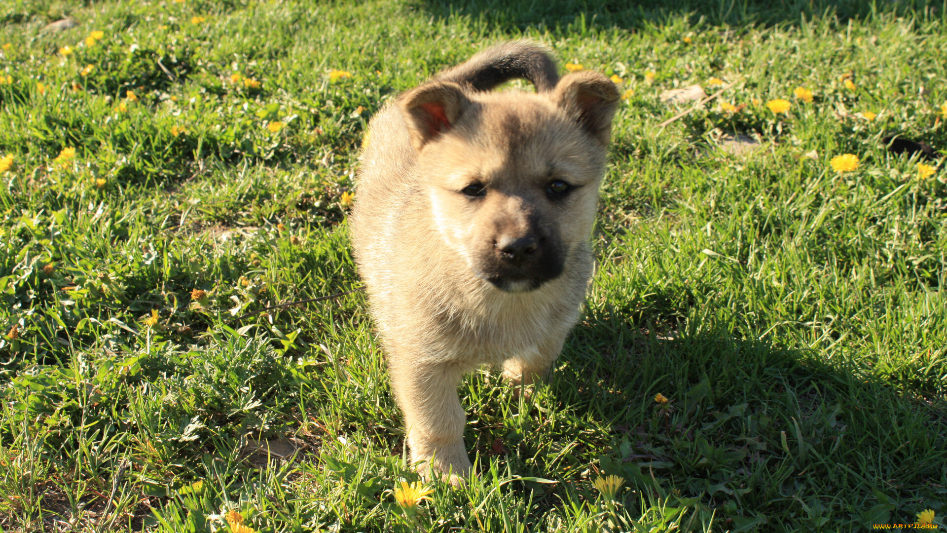 животные, собаки